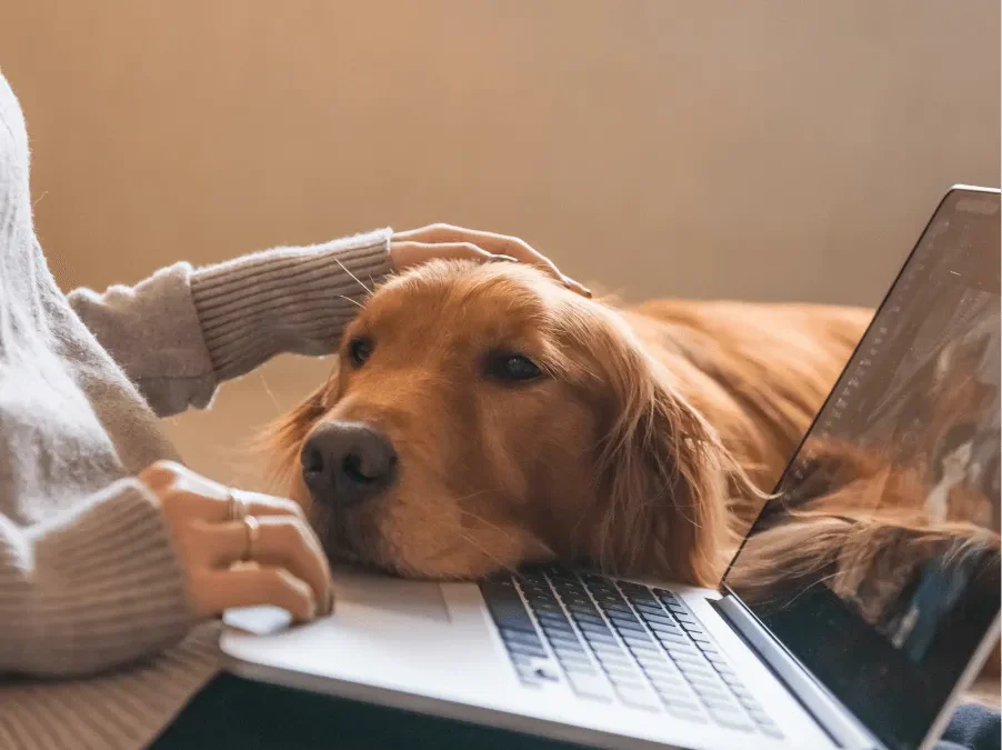 Curious how an AI digital assistant could work for your veterinary clinic?