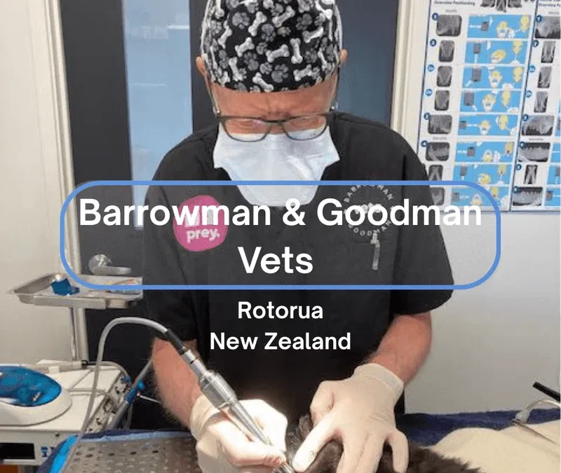 From Busy to Better: How Barrowman & Goodman Vets in Rotorua, New Zealand Strengthened Relationships and Operations with ClinicWise