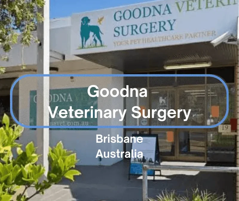 Real Results: How ClinicWise Became a Game Changer for this Brisbane Veterinary Practice