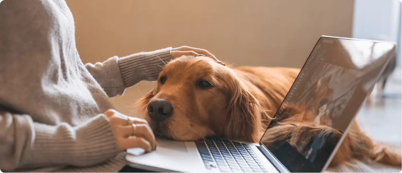 Curious how an AI digital assistant could work for your veterinary clinic Curious how an AI digital assistant could work for your veterinary clinic