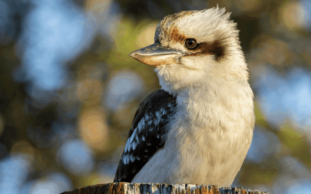 The Aussie Pet Parent Revolution: Why Convenience Wins in Vet Care