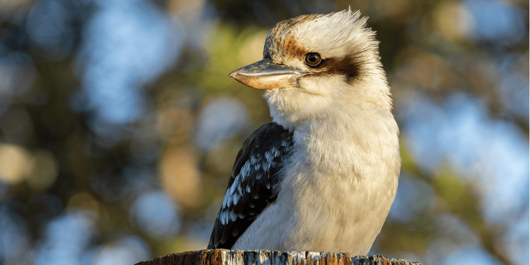 Discover why Australian pet owners expect easy vet bookings and how Clinicwise helps clinics boost efficiency and client satisfaction. Discover why Australian pet owners expect easy vet bookings and how Clinicwise helps clinics boost efficiency and client satisfaction.